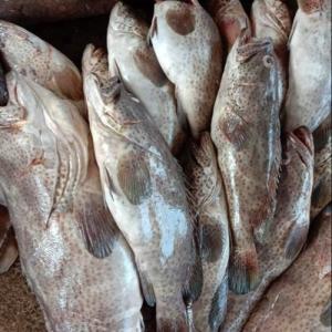 Wholesale hake: Frozen Grouper Fish/ Frozen Grouper Fish Fillet