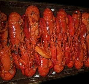 Wholesale 13kg: Frozen and Live Lobsters, Fresh & Frozen Lobster for Sale