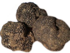 Wholesale IQF: Truffles Mushroom Price/Fresh Black Truffle for Sale
