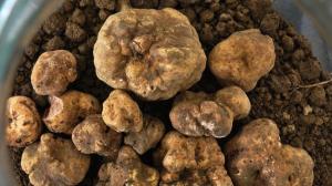 Wholesale Dried Mushrooms: White Truffle Mushroom
