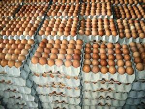 Wholesale small size: Fresh White Brown Table Eggs /Fresh Chicken Table Eggs & Fertilized Hatch