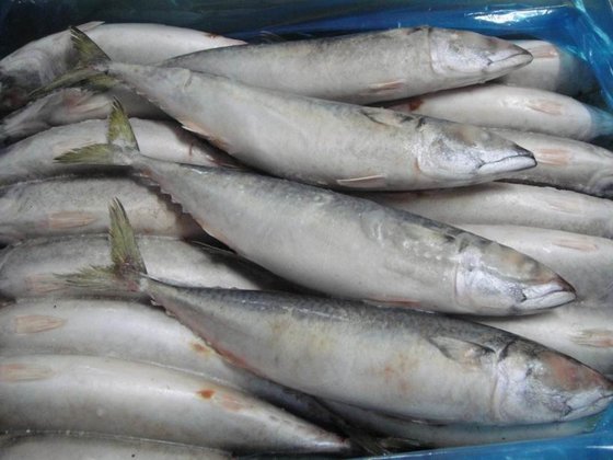 Pacific Mackerel(id:7377270). Buy China Pacific mackerel, mackerel ...