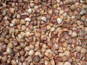 Wholesale betel nuts: Betel Nut