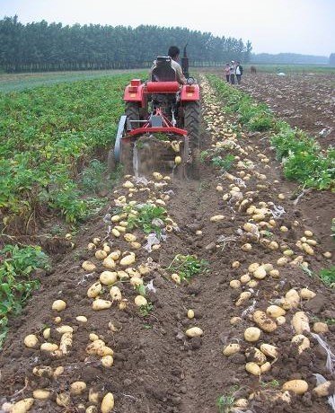 Rains: potato harvest