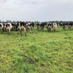 Wholesale healthy: Strong and Healthy Live Friesian Holstein Heifers Cow for Sale