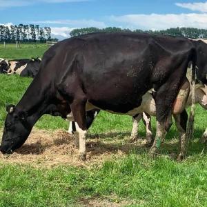 Wholesale export: Certified Pregnant Holstein Heifers Cows/Holstein Heifers / Friesian Cattle for Export