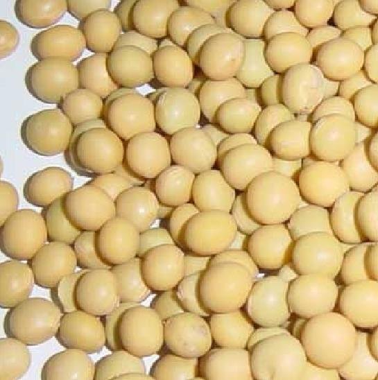 Chinese Soybeans(id:5155439) Product details - View Chinese Soybeans ...