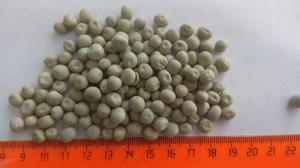 Wholesale Bean Products: Whole Green Peas