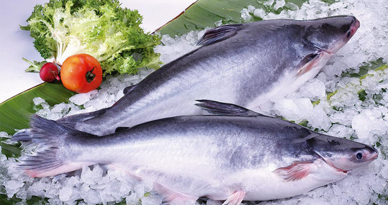 Пангасиус рыба фото живая Pangasius Whole Round(id:8952628) Product details - View Pangasius Whole Round f