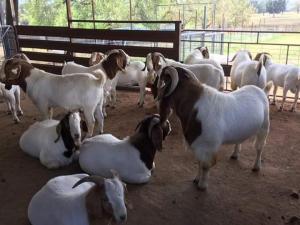 Wholesale trims: 100% Full Blood LIVE Boer Goats  / Live Purebred Saanen Goats / Live Purebred Red Kalahari Goats
