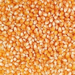 Wholesale 13kg: Yellow Popcorn Kernels - Best Price and Quality / Yellow Popcorn NON-GMO