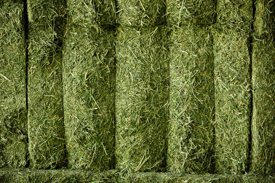 Sell Alfalfa and Lucerne Hay Bales / Pellets.