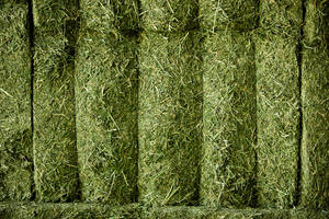 Wholesale alfalfa hay bales: Dehydrated Alfalfa or Alfalfa/Lucerne Hay Bales and Alfalfa Pellets.
