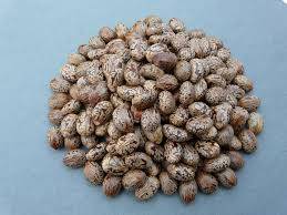 castor oil danmark castor oil danmark