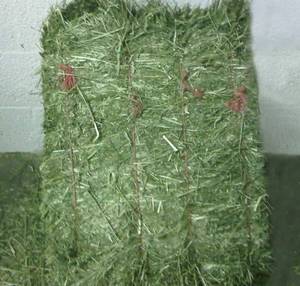 Wholesale Hay: Alfalfa Hay