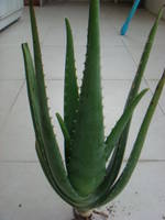 Aloe Vera Seedlings