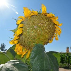 Wholesale d g bag: Newly Bred Three-line Hybrid Early Maturity Oil Sunflower      Planting Sunflower Seeds