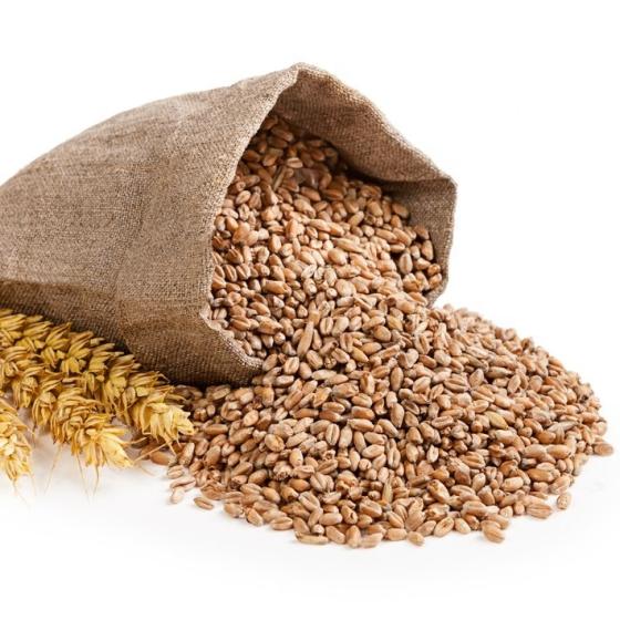 Sell Best Quality Ukraine Wheat(id:24286996) - EC21