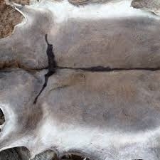 Wholesale salted dry donkey hides: Dry and Wet Salted Donkey/Wet Salted Salted Sheep Skins,Salted Donkey Hides,Cow Hides
