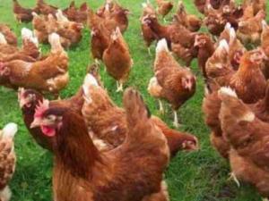 Wholesale Poultry & Livestock: Leghorn/ Rhode Island Red Fowl / Sussex Chicken for Sale
