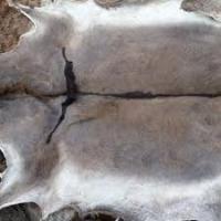 Dry and Wet Salted Donkey/Wet Salted Salted Sheep Skins...