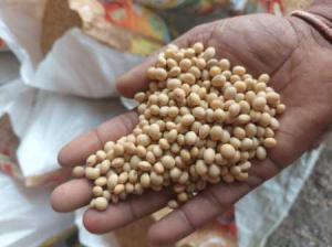 Wholesale brown fiber: High-Quality Soy Beans in Bulk Quantity