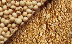 Wholesale dairy products: Soybean Meal 46% Export Quality