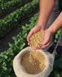 Wholesale nutritional supplement: NON- GNO Grade A Soybean