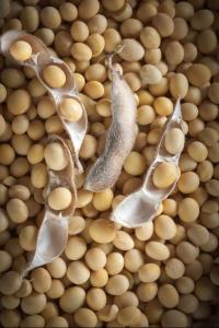 Wholesale food: Organic Soybean Meal - Nature Bio Foods