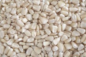 Wholesale consignment: White/Yellow Corn (Maize) Premium Grade