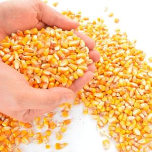 Wholesale feed ingredients: Animal Feed Ingredient. Corn/Maize Grain
