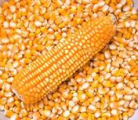 Non GMO Yellow Corn / Yellow Corn Maize for Sale