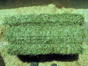 Wholesale alfalfa hay bales: Alfalfa Hay (Animal Feed)