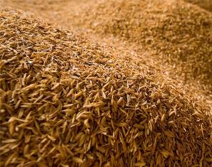Wholesale high quality standard: Bulk Wheat Husk Direct Supply.
