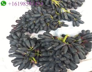 Wholesale fruit: New Crop Sapphire Grapes Export Superior Seedless Fruits Grapes Fresh Red Globe Seedless Grapes