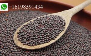 Wholesale spices: Spices & Herbs, Dried Mustard Seeds Specification with High Quality