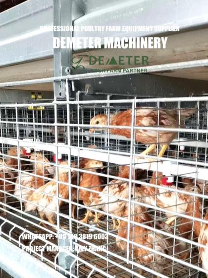 Download Broiler Chicken Cage for Poultry Farming with Auto System ...