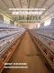 Zambia Poultry Farm Equipment Layer Chicken Cage From Factory with Good Quality