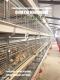 Broiler Chicken Cage for Poultry Farming with Auto System From Demeter Machinery