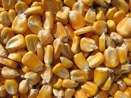 Wholesale yellow corn: Corn Seed ( HNS Code 10051000 )
