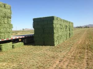 Wholesale Animal Feed: High Protein Sun Dried Alfalfa Hay