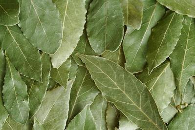 Sell Laurel Leaves