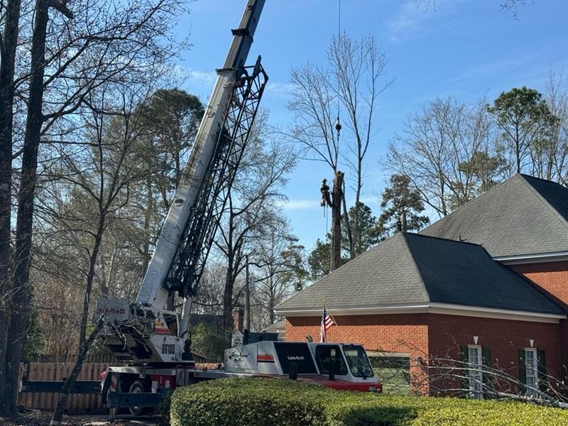 Dixon Trees LLC