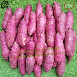 Wholesale color cases: Purple Sweet Potato Japanese Vietnamese/ DK Exim (Whatsapp +84 769 026 486)