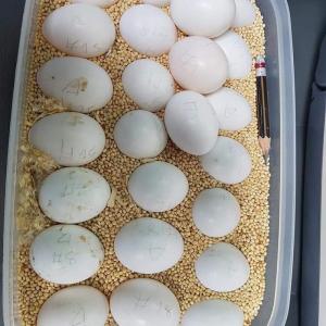 Wholesale umbrella: PET Bird Eggs for Hatching