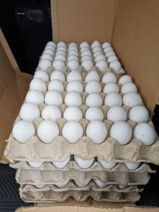 Wholesale chicken: A Grade Quality Fresh Chicken Eggs Exporters, Cobbs and Ross