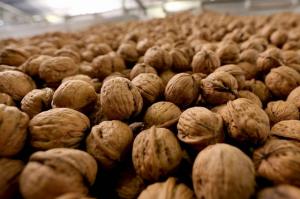 Wholesale chemicals: Walnuts Halves