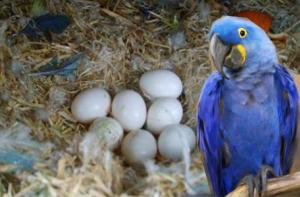 Wholesale Eggs: Home Raised Parrots and Parrots Eggs for Sale