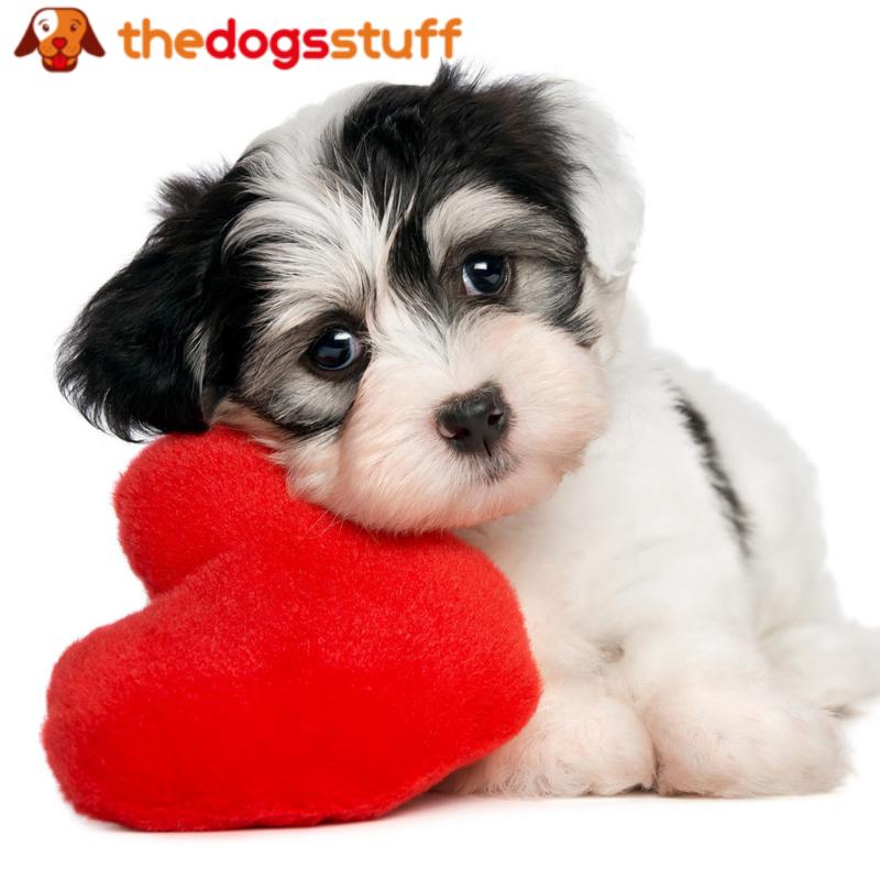 The Dogs Stuff