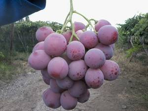 Wholesale grape: Fruits